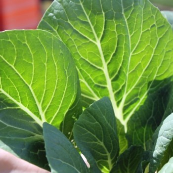 Pak Choi Sagami (Samen)