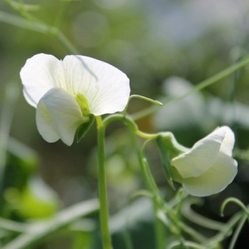 Palerbse Groene Kleene (Samen)