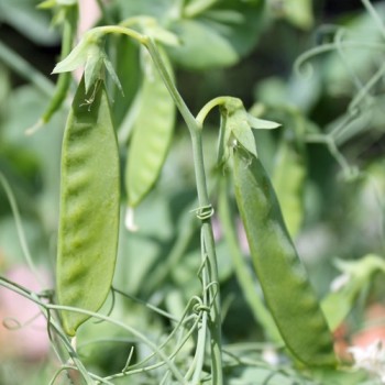 Palerbse Groene Kleene (Samen)