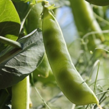 Palerbse Groene Kleene (Samen)