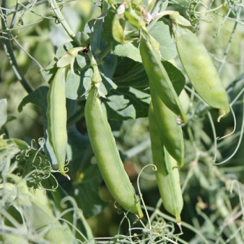 Palerbse Groene Kleene (Samen)