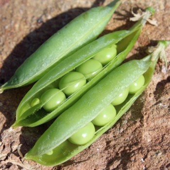 Palerbse Groene Kleene (Samen)
