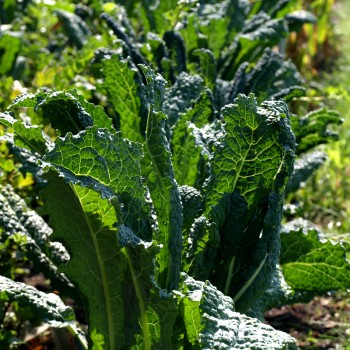 Palmkohl Nero di Toscana (Samen)