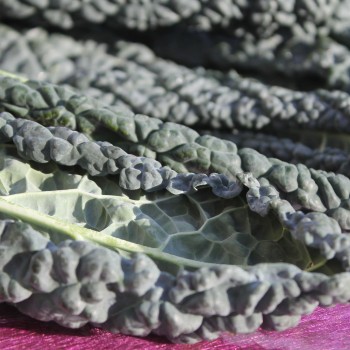Palmkohl Nero di Toscana (Samen)