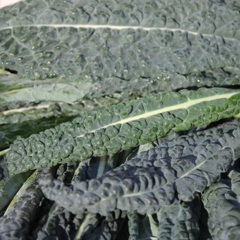 Palmkohl Nero di Toscana (Samen)