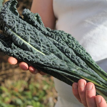 Palmkohl Nero di Toscana (Samen)