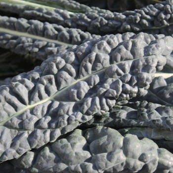 Palmkohl Nero di Toscana (Samen)
