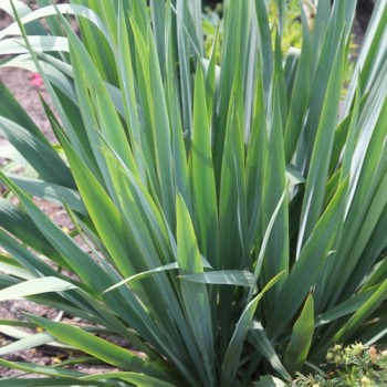 Palmlilie (Samen)