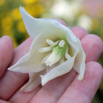 Palmlilie (Samen)