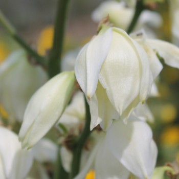 Palmlilie (Samen)