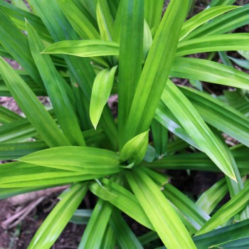 Pandan (Pflanze)