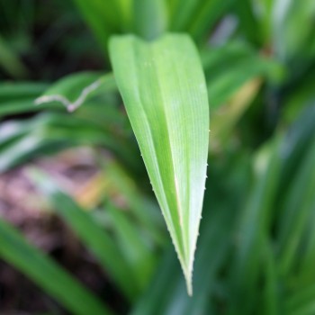 Pandan (Pflanze)