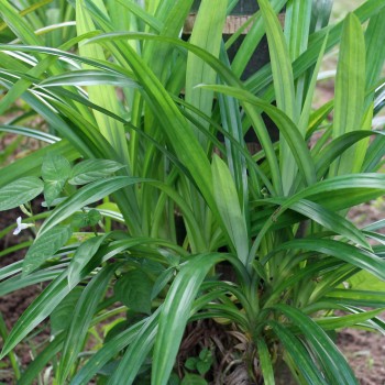 Pandan (Pflanze)