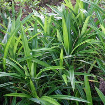 Pandan (Pflanze)