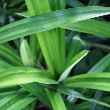 Pandan (Pflanze)