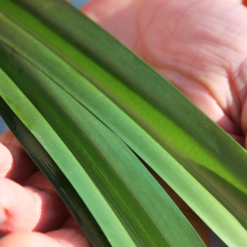 Pandan (Pflanze)