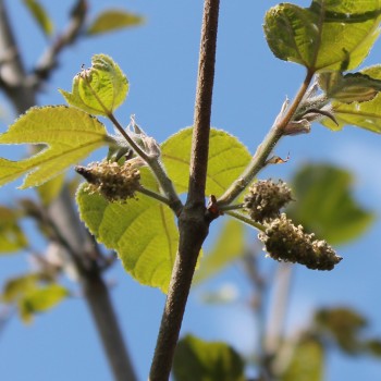Papiermaulbeerbaum (Samen)