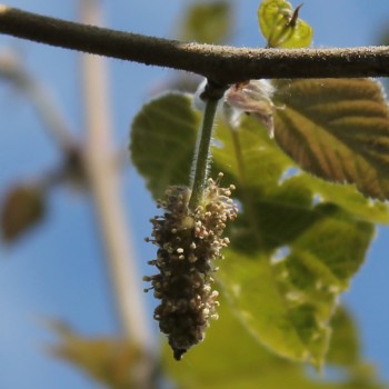 Papiermaulbeerbaum (Samen)