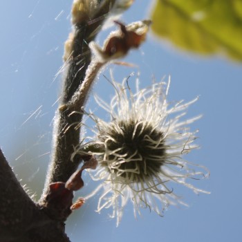 Papiermaulbeerbaum (Samen)