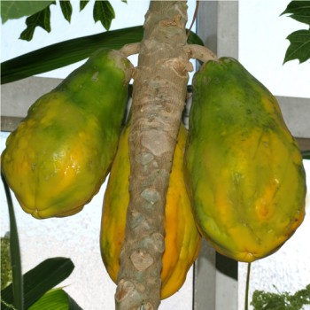 Papaya