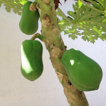 Papaya (Samen)