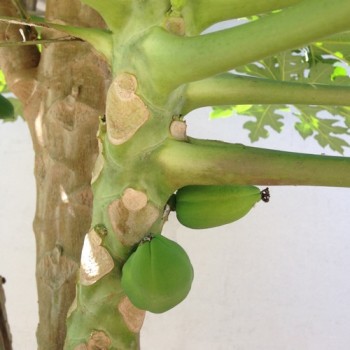 Papaya (Samen)