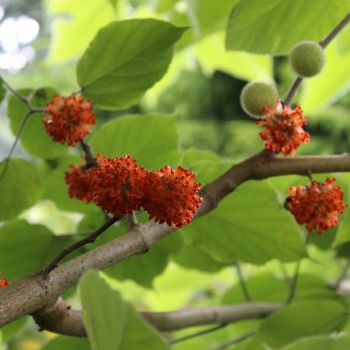 Papiermaulbeerbaum (Samen)