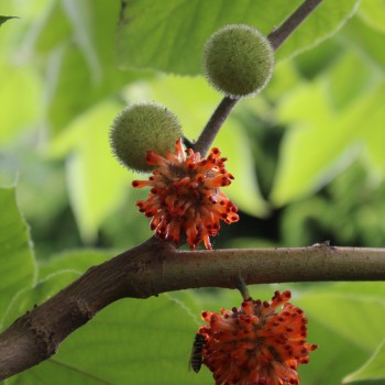 Papiermaulbeerbaum (Samen)