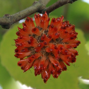 Papiermaulbeerbaum (Samen)