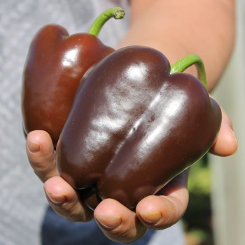 Paprika Karamel (Samen)