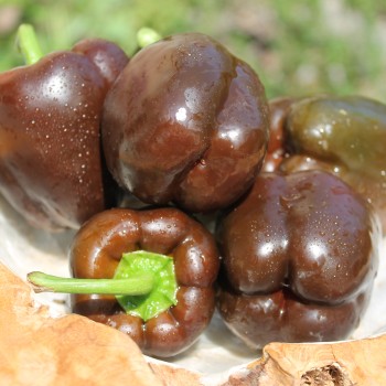 Paprika Kornet (Samen)