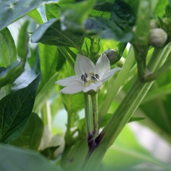 Paprika Oda (Samen)