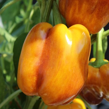 Paprika Violettes Goldstückchen (Samen)