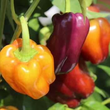 Paprika Violettes Goldstückchen (Samen)