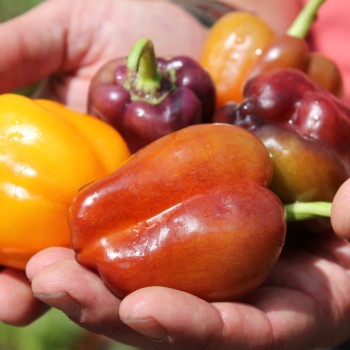 Paprika Violettes Goldstückchen (Samen)