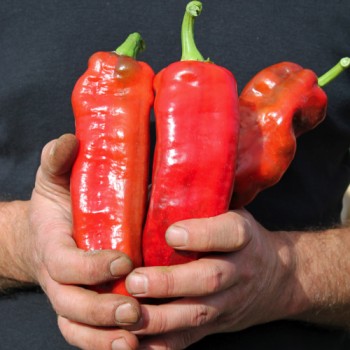 Paprika Giant Aconcagua (Samen)