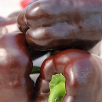 Paprika Karamel (Samen)
