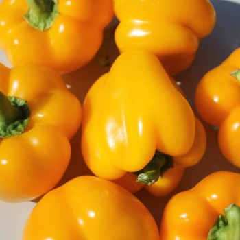 Paprika Marta Polka (Samen)