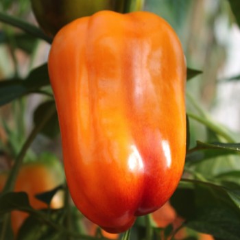 Paprika Violettes Goldstückchen (Samen)