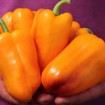 Paprika Violettes Goldstückchen (Samen)