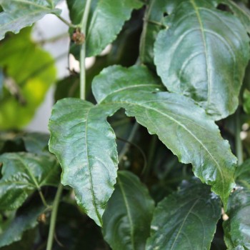 Maracuja rosa (Samen)