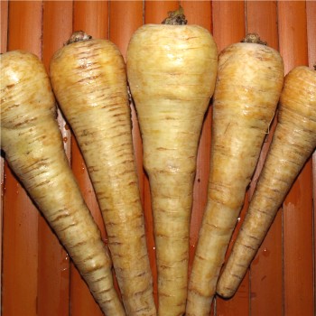 Pastinake