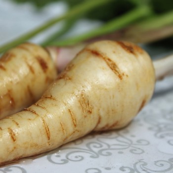 Pastinake Tender and True (Samen)