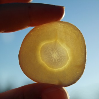Pastinake White King (Samen)