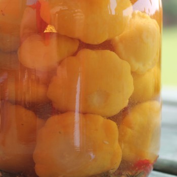 Patisson Orange (Samen)