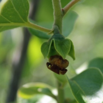 Paw Paw (Pflanze)