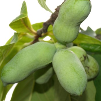 Paw Paw