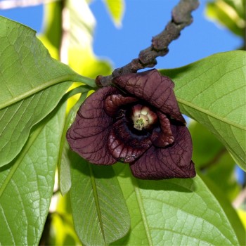Paw Paw (Pflanze)