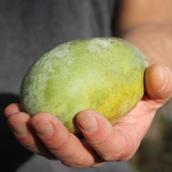 Paw Paw (Pflanze)