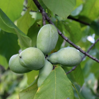 Paw Paw (Pflanze)